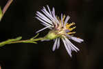 White panicle aster